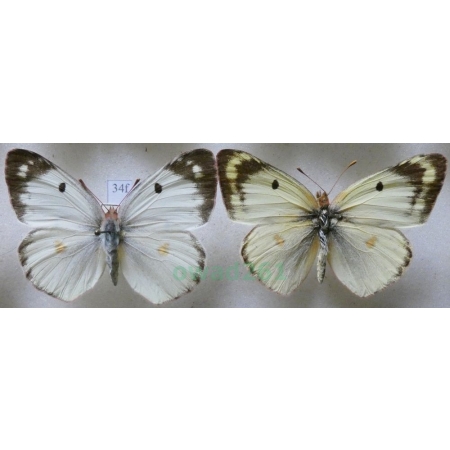 Colias hyale (Linnaeus, 1758) pair Szlaczkoń siarecznik Czech34f